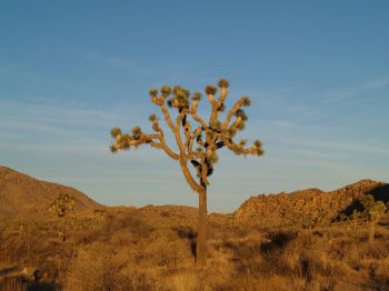Joshua Tree